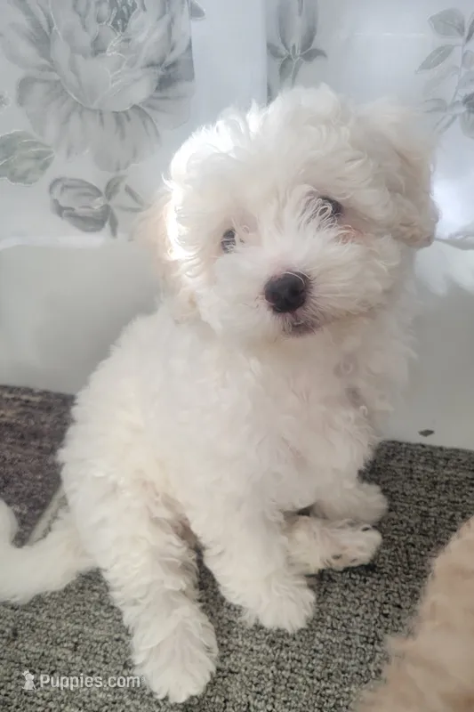 Sussie – Maltipoo puppy for sale in Springtown, TX