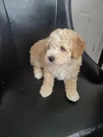 Takito, a male Miniature Goldendoodle for sale in Springtown, TX – 2 of 9