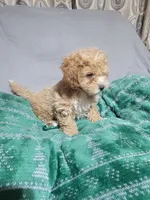 Vicko, a male Miniature Goldendoodle for sale in Springtown, TX – 3 of 3
