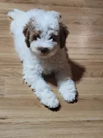 Coco, a male Miniature Goldendoodle for sale in Springtown, TX – 3 of 4