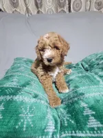 Taz, a male Miniature Goldendoodle for sale in Springtown, TX – 3 of 6