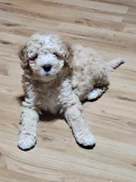 Takito, a male Miniature Goldendoodle for sale in Springtown, TX – 7 of 9