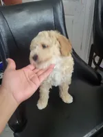 Takito, a male Miniature Goldendoodle for sale in Springtown, TX – 4 of 9