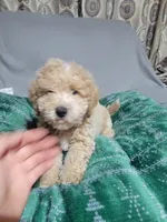 Max, a female Miniature Goldendoodle for sale in Springtown, TX – 2 of 6