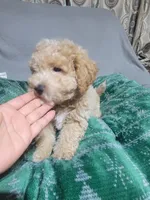 Max, a female Miniature Goldendoodle for sale in Springtown, TX – 4 of 6