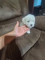 Sussie, a female Maltipoo for sale in Springtown, TX – 4 of 4