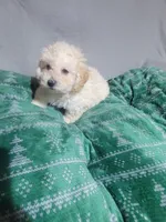 Bobby, a male Miniature Goldendoodle for sale in Springtown, TX – 5 of 6