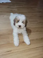 Coco, a male Miniature Goldendoodle for sale in Springtown, TX – 2 of 4
