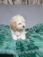 Mia, a female Miniature Goldendoodle for sale in Springtown, TX – 4 of 4