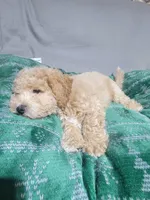 Max, a female Miniature Goldendoodle for sale in Springtown, TX – 6 of 6
