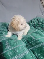 Bobby, a male Miniature Goldendoodle for sale in Springtown, TX – 6 of 6