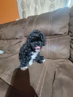 Pepper, a male Poodle - Toy  for sale in Springtown, TX – 4 of 7