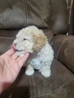 Lily , a female Maltipoo for sale in Springtown, TX – 4 of 6