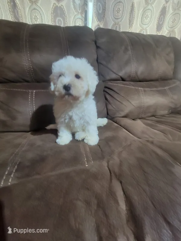 princess  – Poodle - Toy  puppy for sale in Springtown, TX