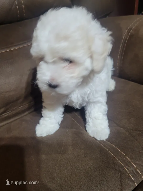 Sussie – Maltipoo puppy for sale in Springtown, TX