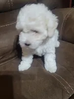 Sussie, a female Maltipoo for sale in Springtown, TX – 1 of 4
