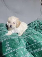 Bobby, a male Miniature Goldendoodle for sale in Springtown, TX – 4 of 6