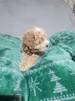 Ruffus, a male Miniature Goldendoodle for sale in Springtown, TX – 3 of 4