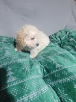 Bobby, a male Miniature Goldendoodle for sale in Springtown, TX – 3 of 6