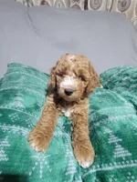 Taz, a male Miniature Goldendoodle for sale in Springtown, TX – 5 of 6