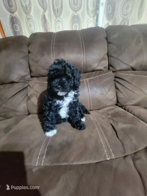 Pepper – Poodle - Toy  puppy for sale in Springtown, TX