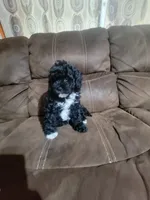Pepper, a male Poodle - Toy  for sale in Springtown, TX – 1 of 7