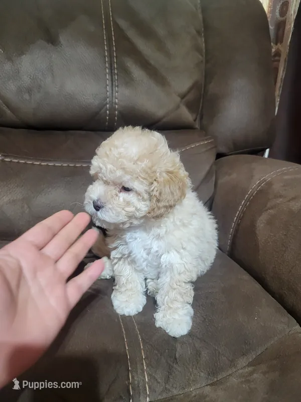 Lily  – Maltipoo puppy for sale in Springtown, TX
