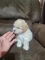 Lily , a female Maltipoo for sale in Springtown, TX – 3 of 6