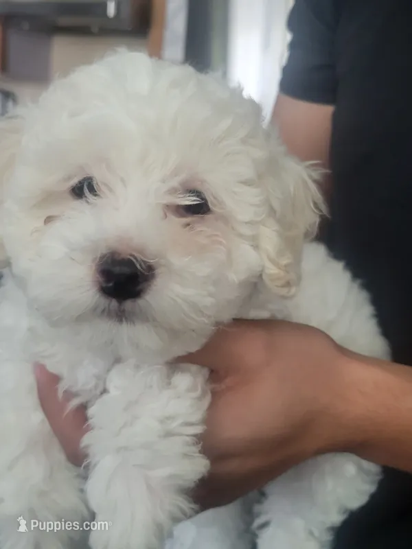 Sussie – Maltipoo puppy for sale in Springtown, TX
