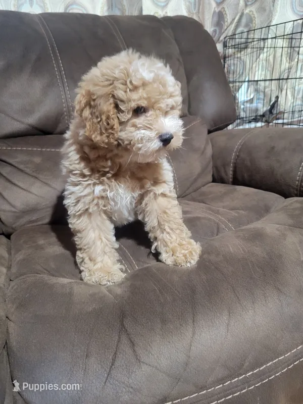 Ruffus – Miniature Goldendoodle puppy for sale in Springtown, TX