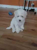 Sussie, a female Maltipoo for sale in Springtown, TX – 2 of 4