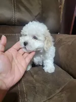 Molly, a female Maltipoo for sale in Springtown, TX – 4 of 4