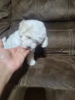 Sussie, a female Maltipoo for sale in Springtown, TX – 3 of 4