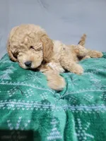 Rocky, a male Miniature Goldendoodle for sale in Springtown, TX – 3 of 3