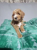 Taz, a male Miniature Goldendoodle for sale in Springtown, TX – 2 of 6