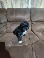 Pepper, a male Poodle - Toy  for sale in Springtown, TX – 2 of 7