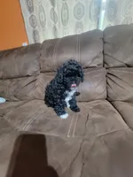 Pepper, a male Poodle - Toy  for sale in Springtown, TX – 7 of 7
