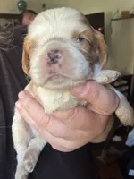 Dulce say de Leche , a male Cavalier King Charles Spaniel for sale in New Market, VA – 2 of 8