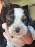 Panda, a male Cavalier King Charles Spaniel for sale in New Market, VA – 6 of 8