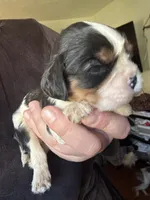 Snickers , a male Cavalier King Charles Spaniel for sale in New Market, VA – 2 of 6