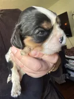 Snickers , a male Cavalier King Charles Spaniel for sale in New Market, VA – 3 of 6