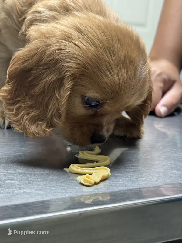 Peanut butter – Cavalier King Charles Spaniel puppy for sale in New Market, VA