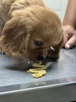 Peanut butter, a male Cavalier King Charles Spaniel for sale in New Market, VA – 1 of 10