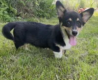 Sasha, a female Pembroke Welsh Corgi for sale in New Market, VA – 9 of 10