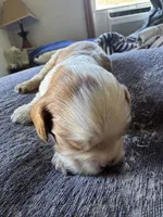 Dulce say de Leche , a male Cavalier King Charles Spaniel for sale in New Market, VA – 8 of 8