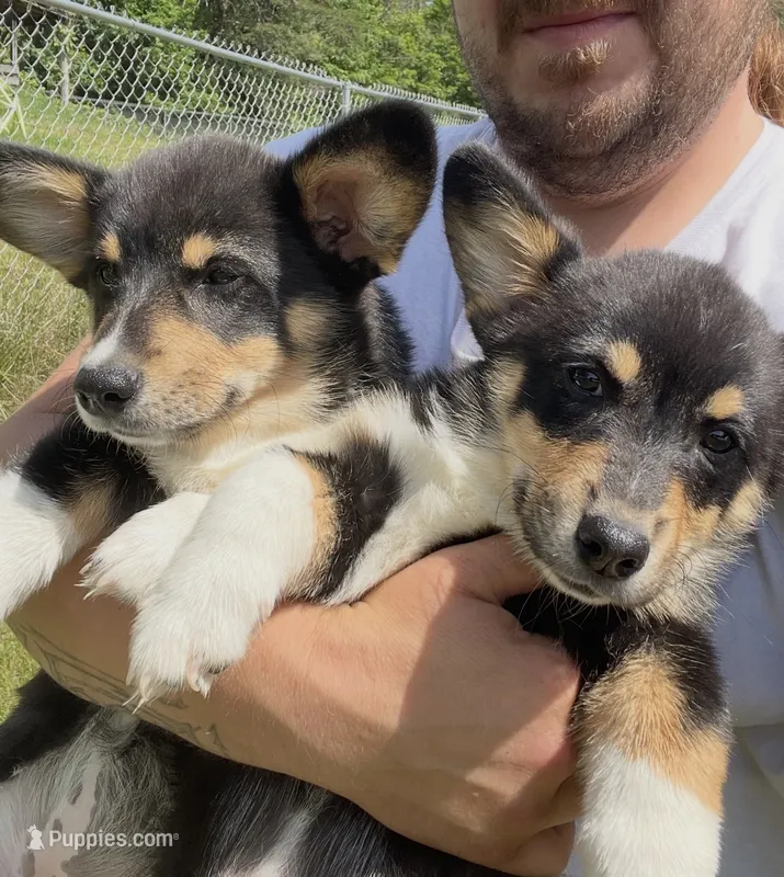 Sophie – Pembroke Welsh Corgi puppy for sale in New Market, VA