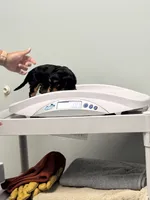 Bruce, a male Cavalier King Charles Spaniel for sale in New Market, VA – 9 of 9