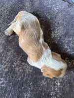 Dulce say de Leche , a male Cavalier King Charles Spaniel for sale in New Market, VA – 7 of 8