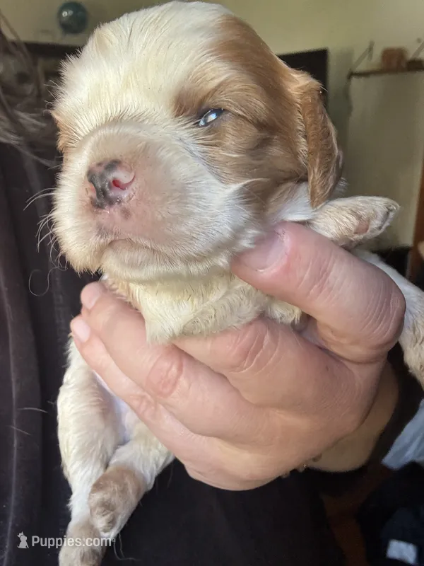 Dulce say de Leche  – Cavalier King Charles Spaniel puppy for sale in New Market, VA