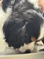 Snoopy, a male Cavalier King Charles Spaniel for sale in New Market, VA – 2 of 7